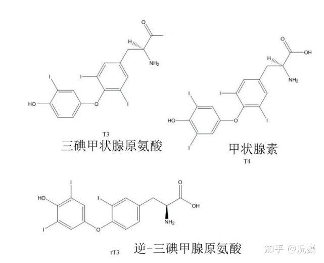 甲状腺球蛋白结构图片