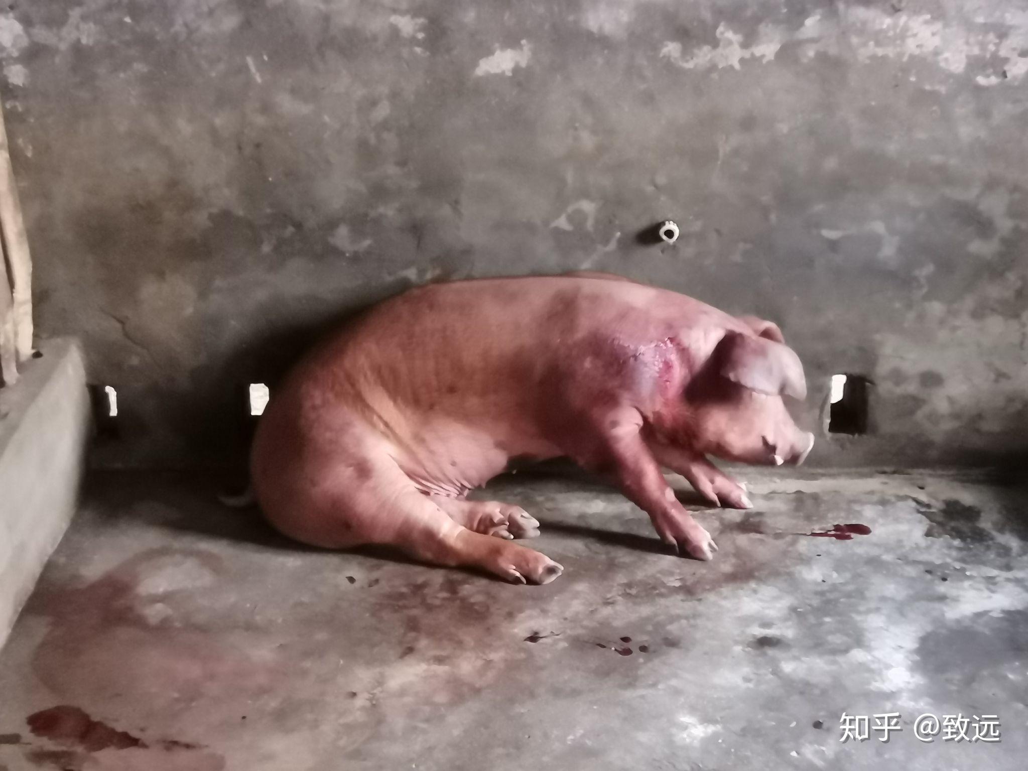 非瘟阻击战 - 知乎