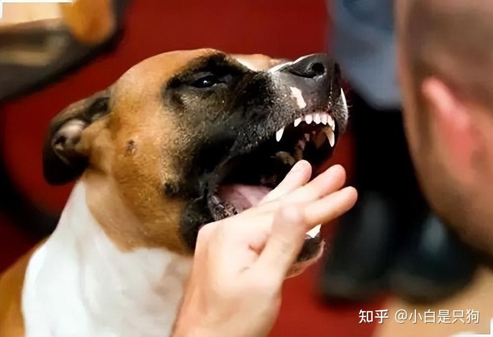 狗狗“轻轻咬人”，并非想跟你玩，而是有这些含义 - 知乎