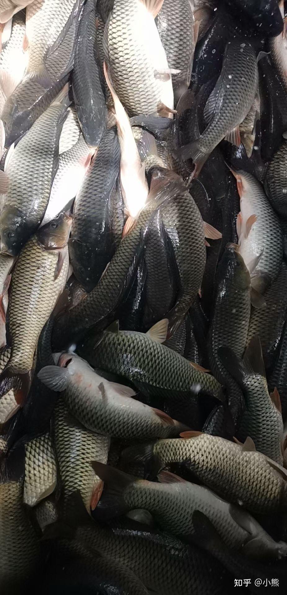 钓鲤鱼爆护小药黑坑秘制专用小药