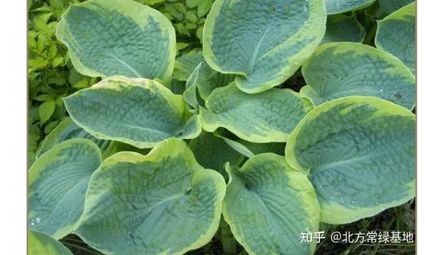 玉簪品种介绍 - 知乎