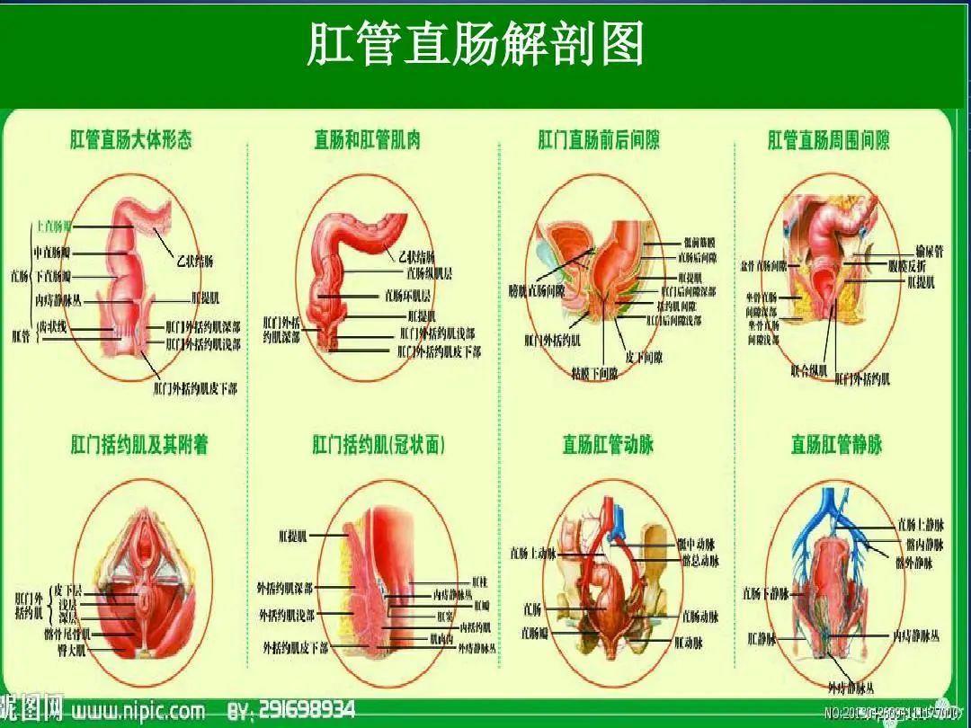 简约版肛门直肠解剖生理概要