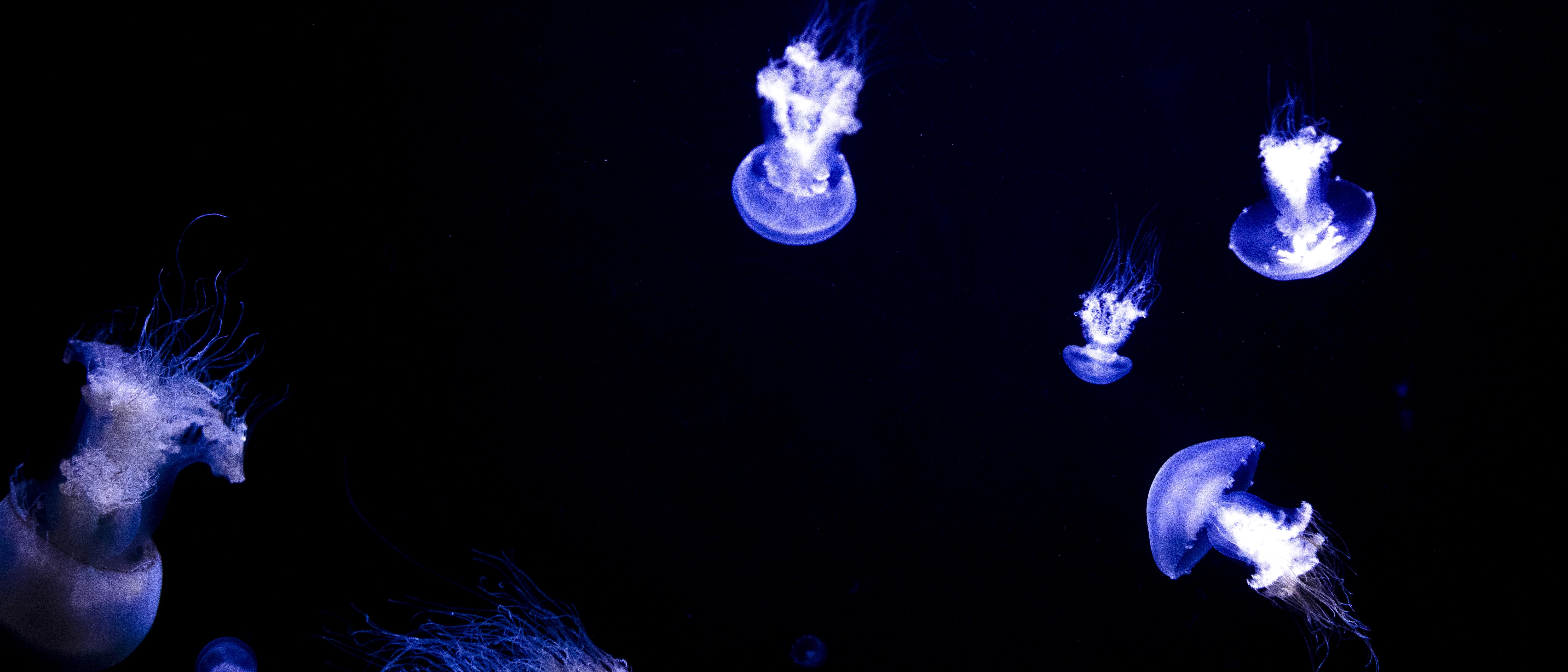 旅拍日本山形不可错过的梦幻水母水族馆