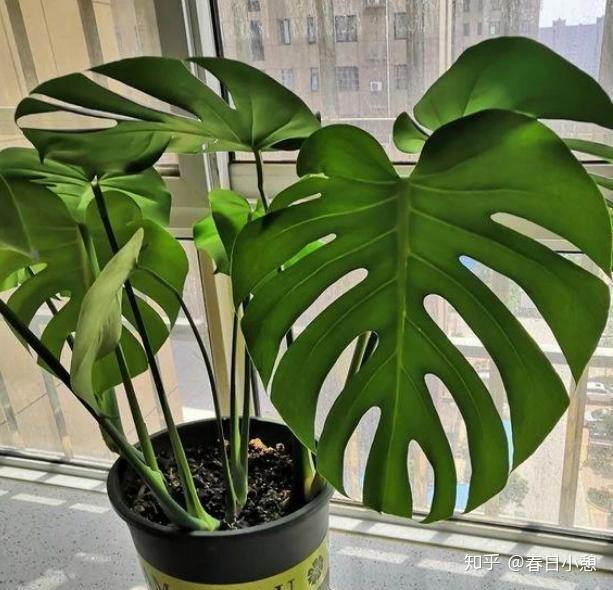 红色叶子植物有哪些 v2-7729946fbc76d7720d3f702e0d0df22e_r.jpg