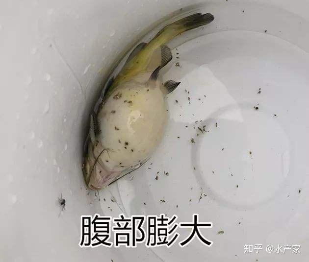 孔雀鱼母鱼腹水病早期 孔雀鱼怎么辨别腹水 孔雀鱼腹水和怀孕区别