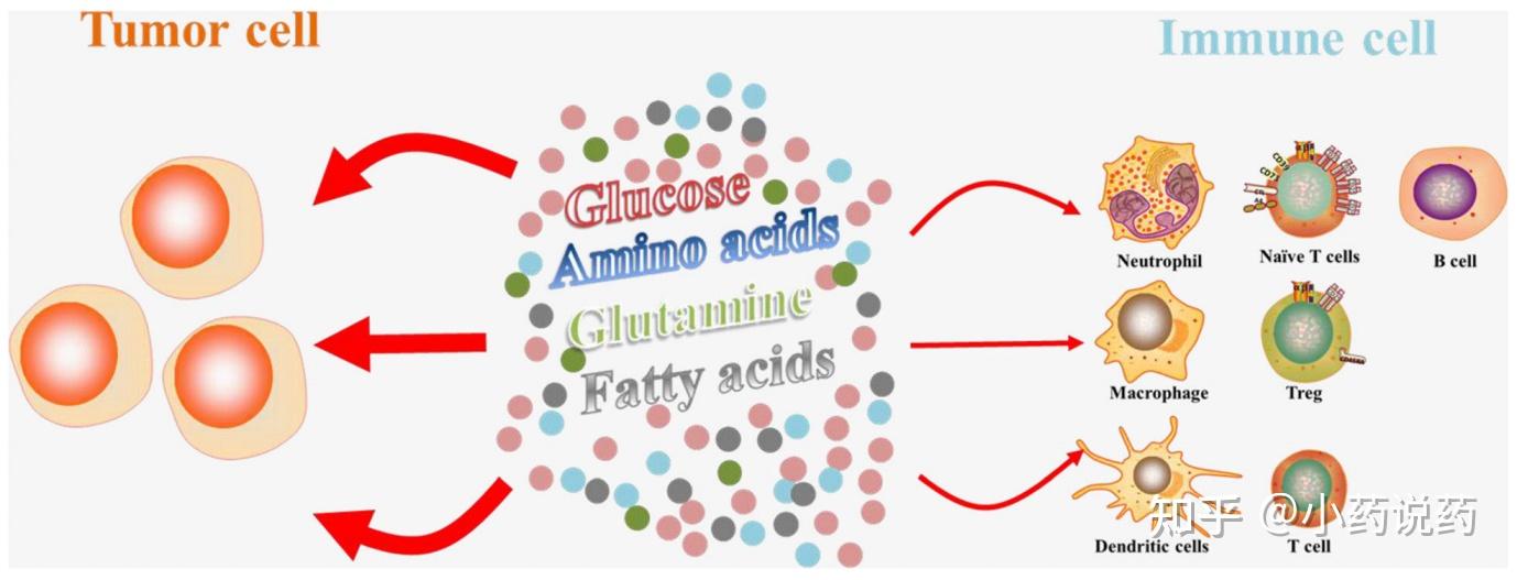 研究發現,腫瘤可通過競爭性攝取葡萄糖抑制腫瘤浸潤t細胞的功能,即使