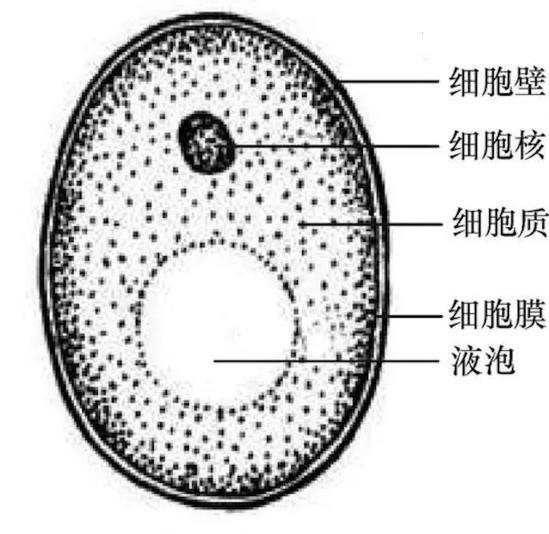 酵母菌的细胞宽度(直径)约2