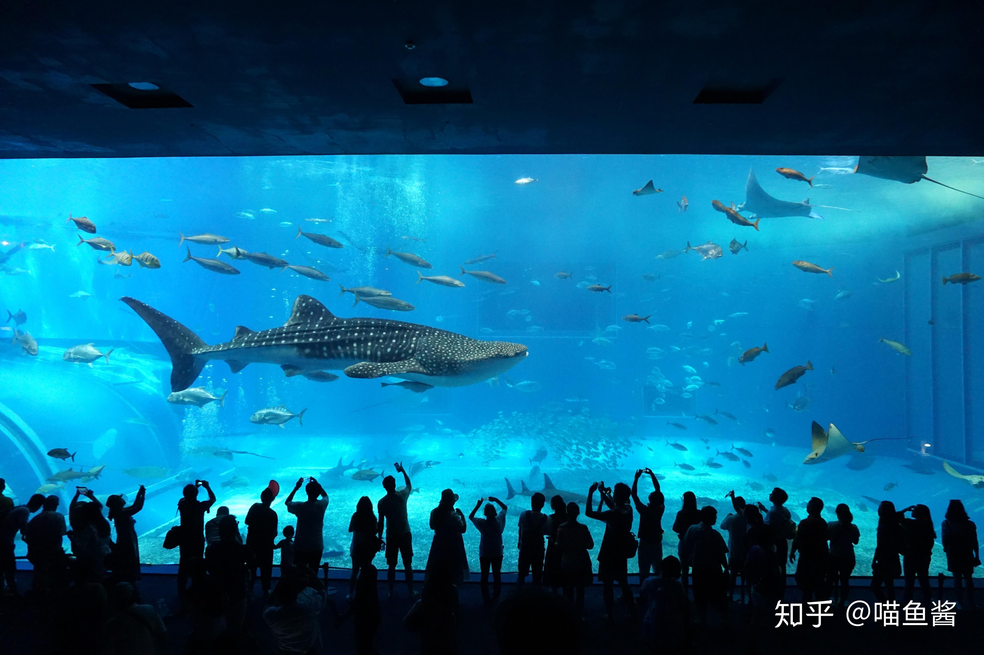 上海海洋水族馆-中关村在线摄影论坛