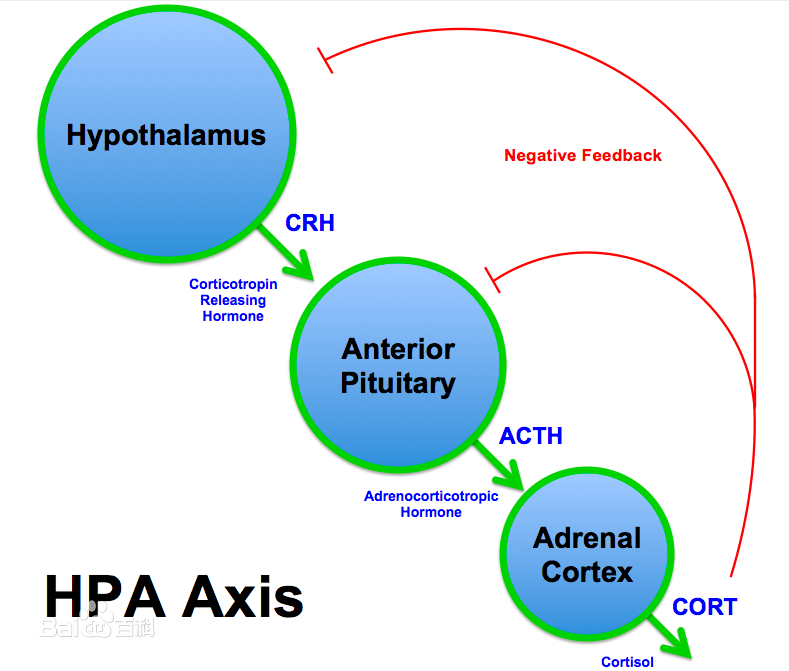 CRH ims-revision-3-diagram-quizlet