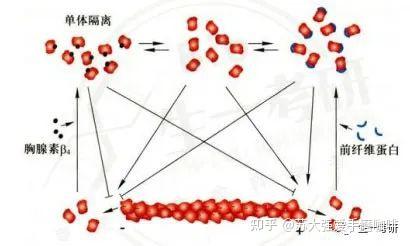 细胞生物学思维导图-细胞骨架（微丝） - 知乎