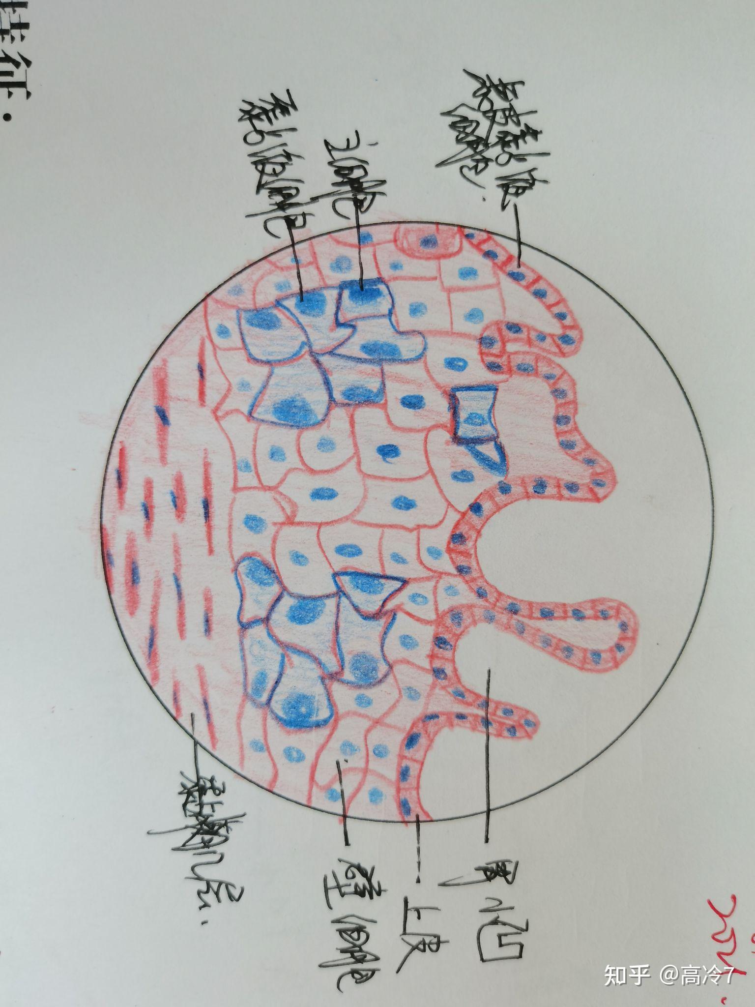 胰腺光镜结构描述图图片
