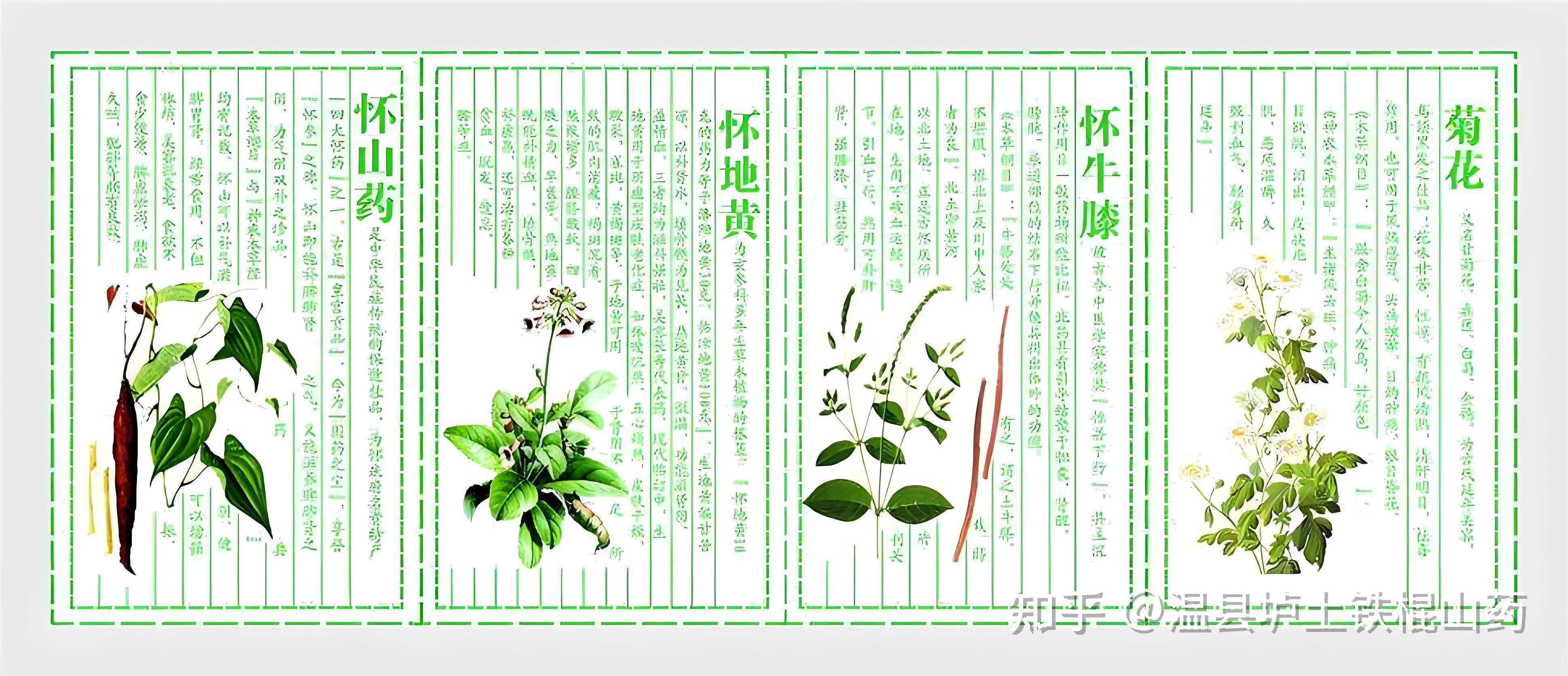 神仙之食——怀山药 - 知乎