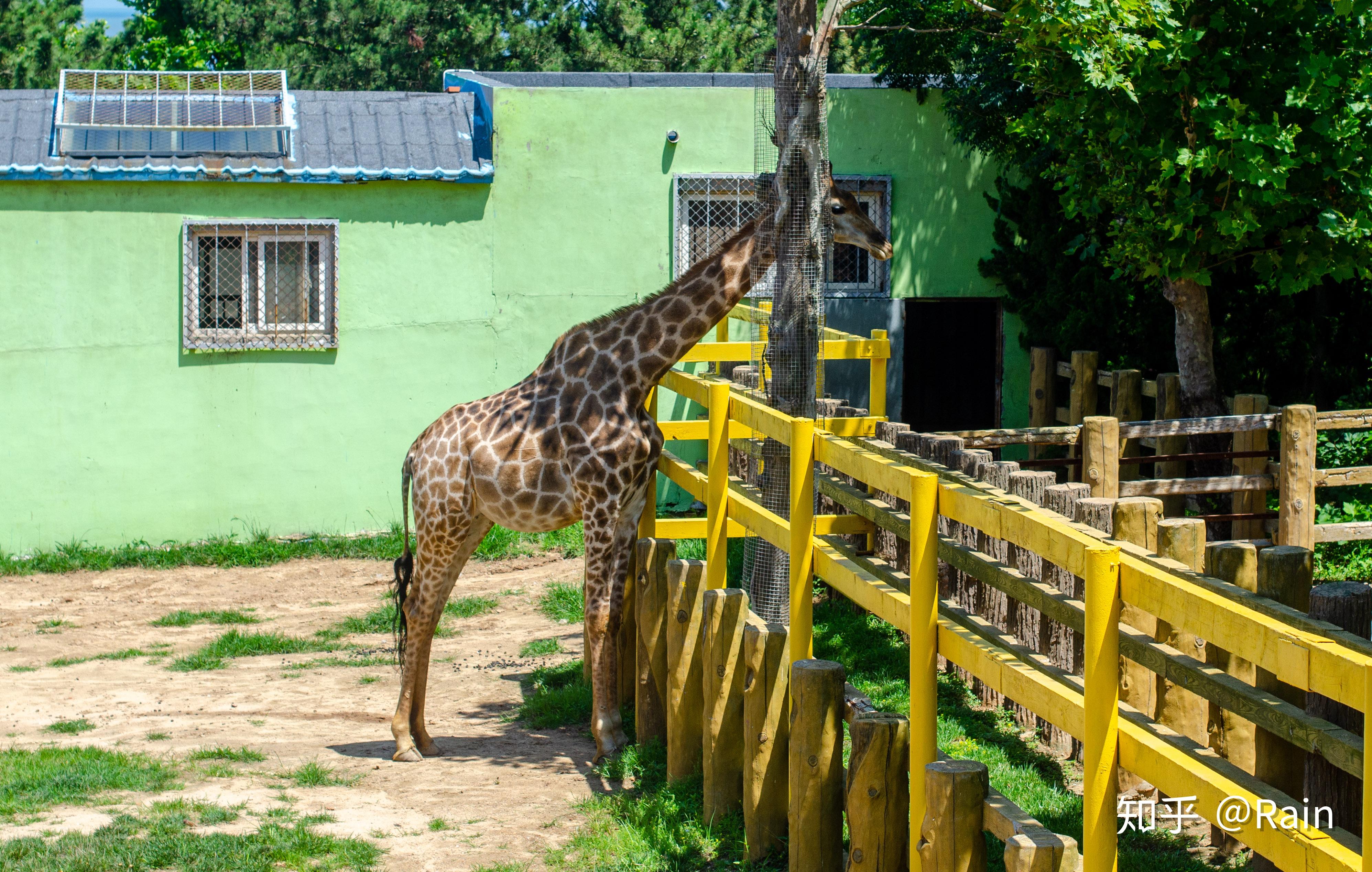 威海西霞口动物园一日游
