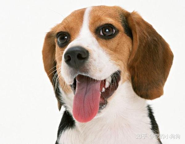 狗狗常见几种眼病的病因和治疗方法 满满干货 值得收藏 知乎