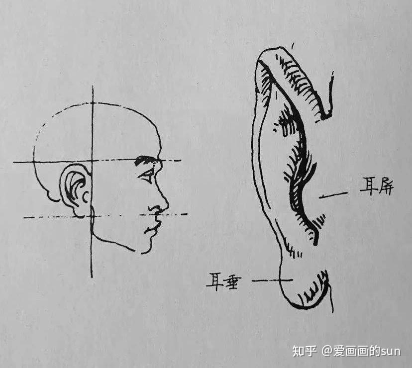 ▼耳朵(侧面图)侧面图,耳轮的形状是一个问号