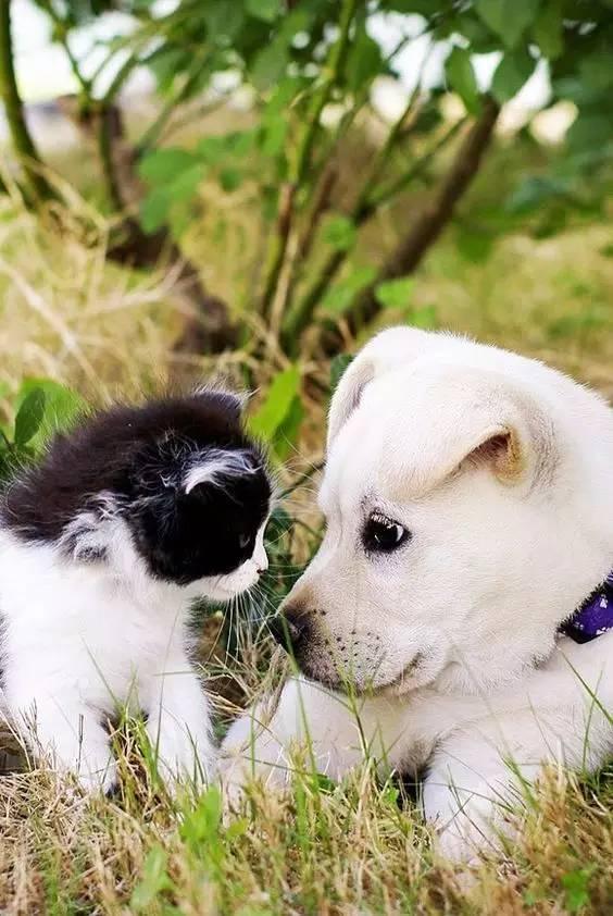小动物的爱情,太可爱了! - 知乎