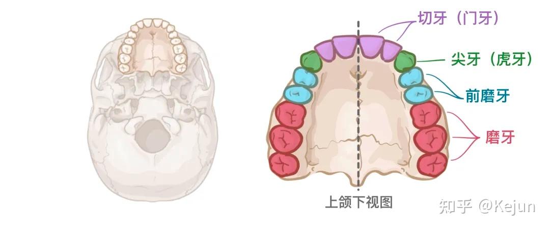 人体解剖学基础———口腔篇
