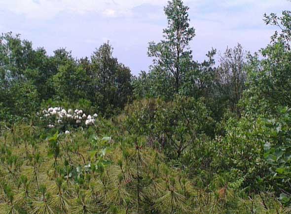 虬枝伏地松 - 知乎