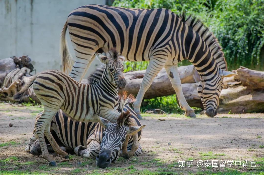 泰國這三處特色動物園,你都去過幾個? - 知乎