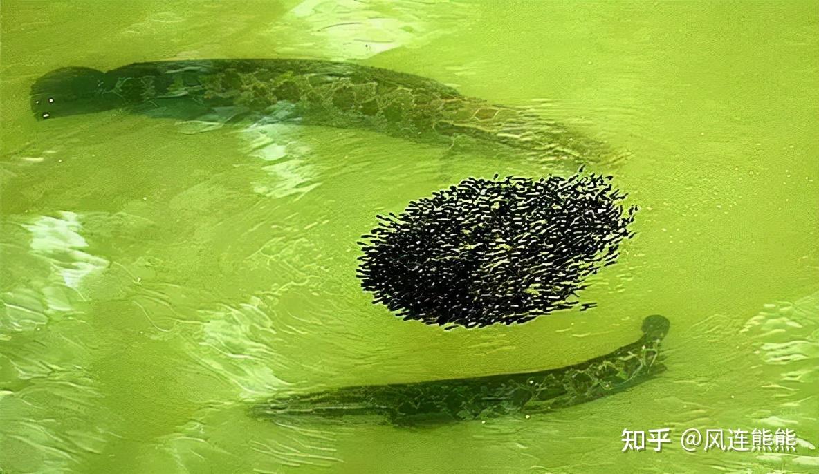 黑鱼 - 知乎