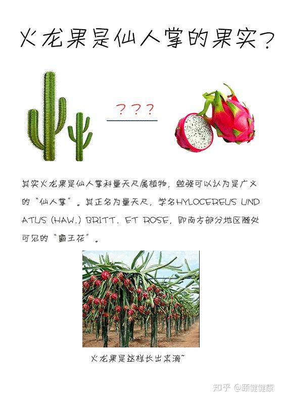 关于火龙果你要知道些啥