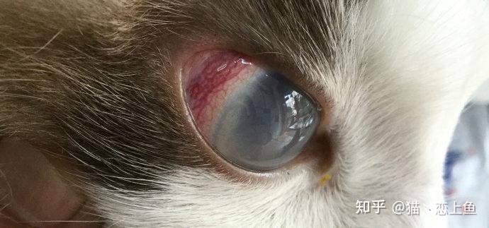 猫咪眼部疾病的认知青光眼
