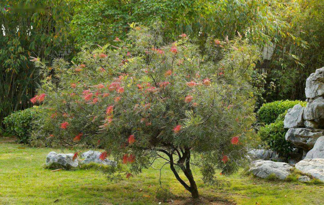 具有觀花,觀葉和觀形價值的常綠喬木——紅花銀樺 - 知乎