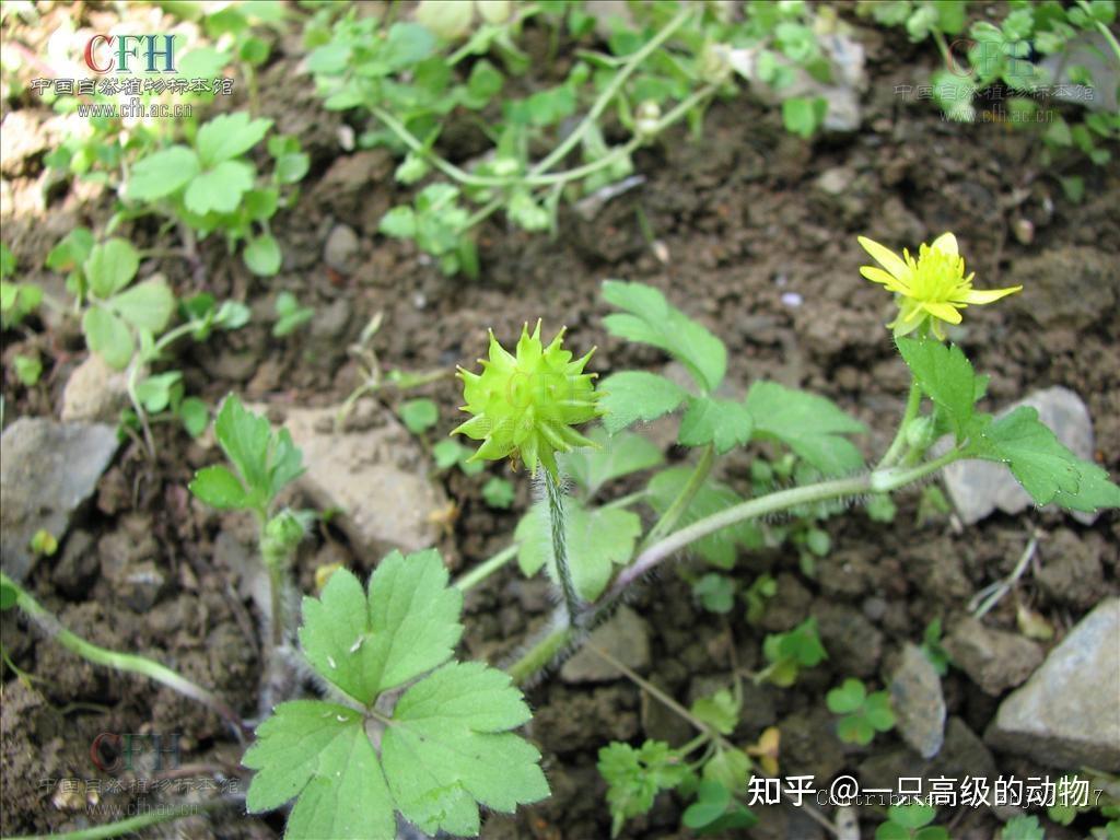 常见植物笔记(六)——胡豆,中草药,野猪草
