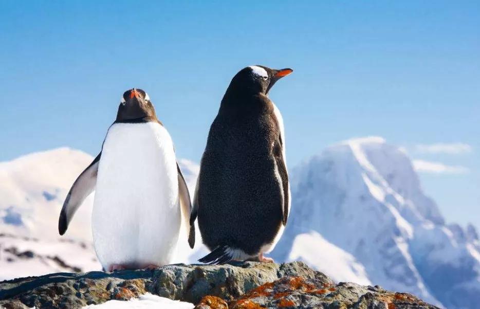 很多人都羡慕的企鹅爱情一夫一妻制一生只爱一只鹅