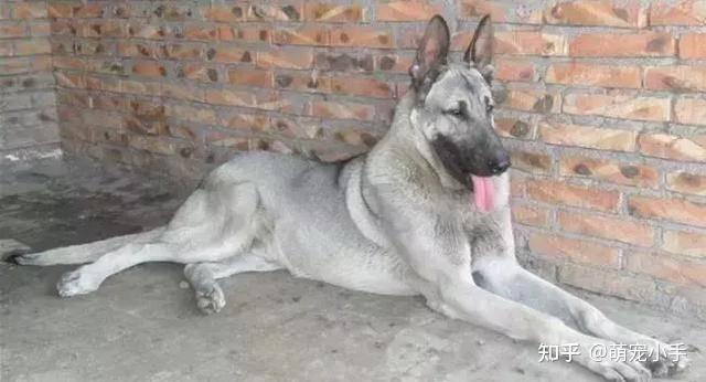为什么“狼青犬”多人养?忠诚且帅气,很难不爱 - 知乎