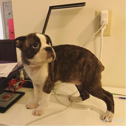 波士顿梗的饲养心得