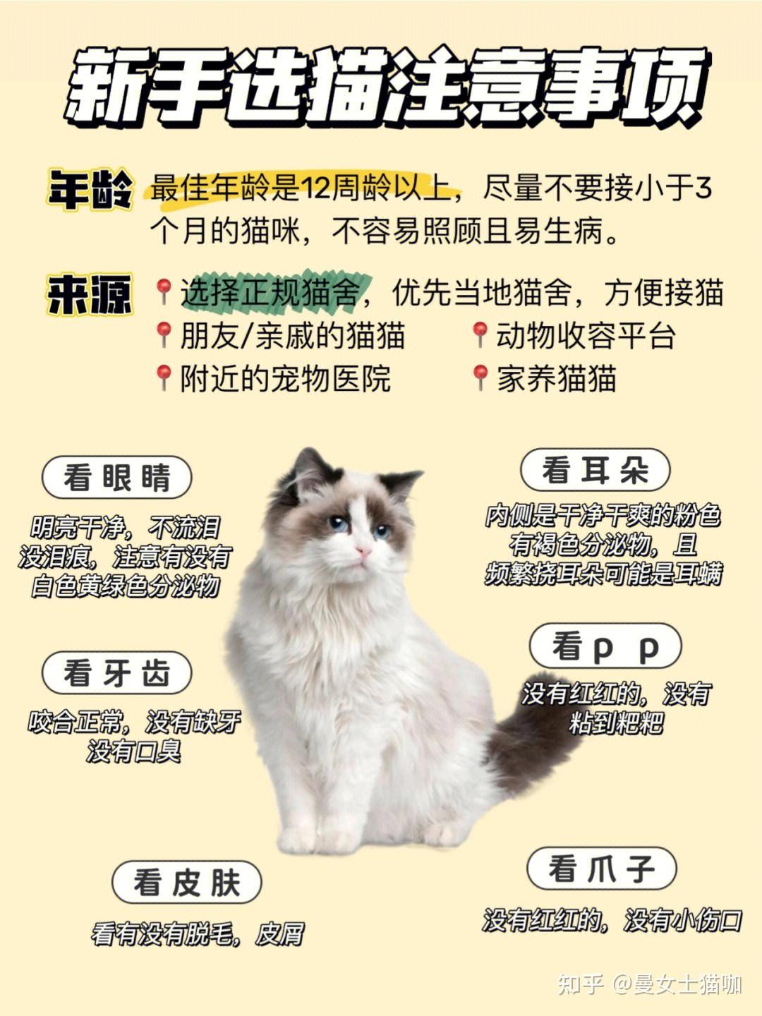 养小猫的姐妹们注意了(新手小白养猫一定要看这篇) - 知乎