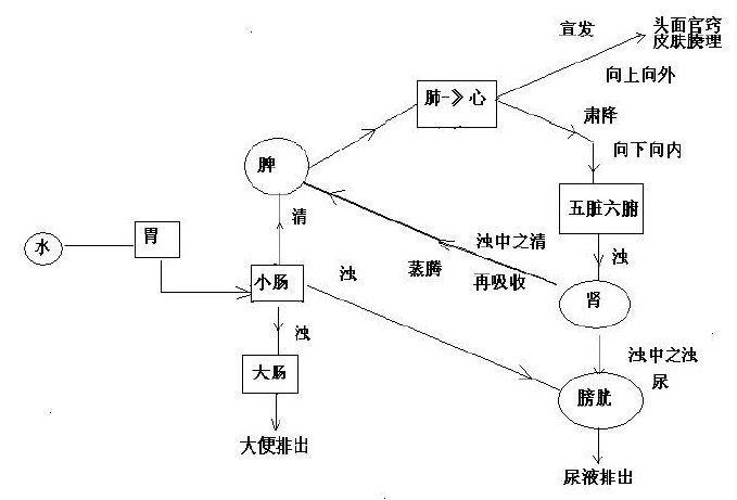 人体喝水经过器官流程图片