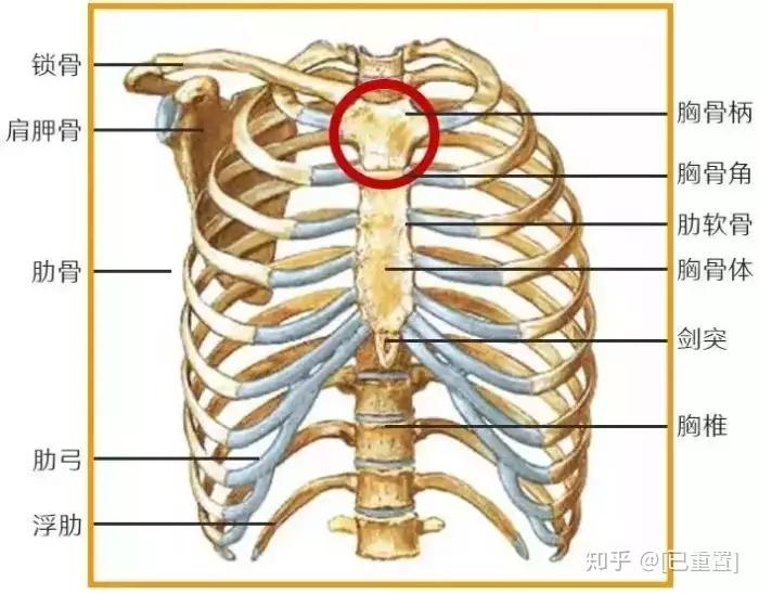 这块骨头上端附着着两边的锁骨,下部连接胸骨体,一并串连肋骨