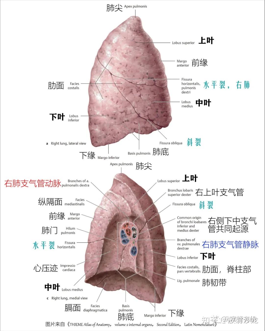好漂亮的肺部解剖！ - 知乎