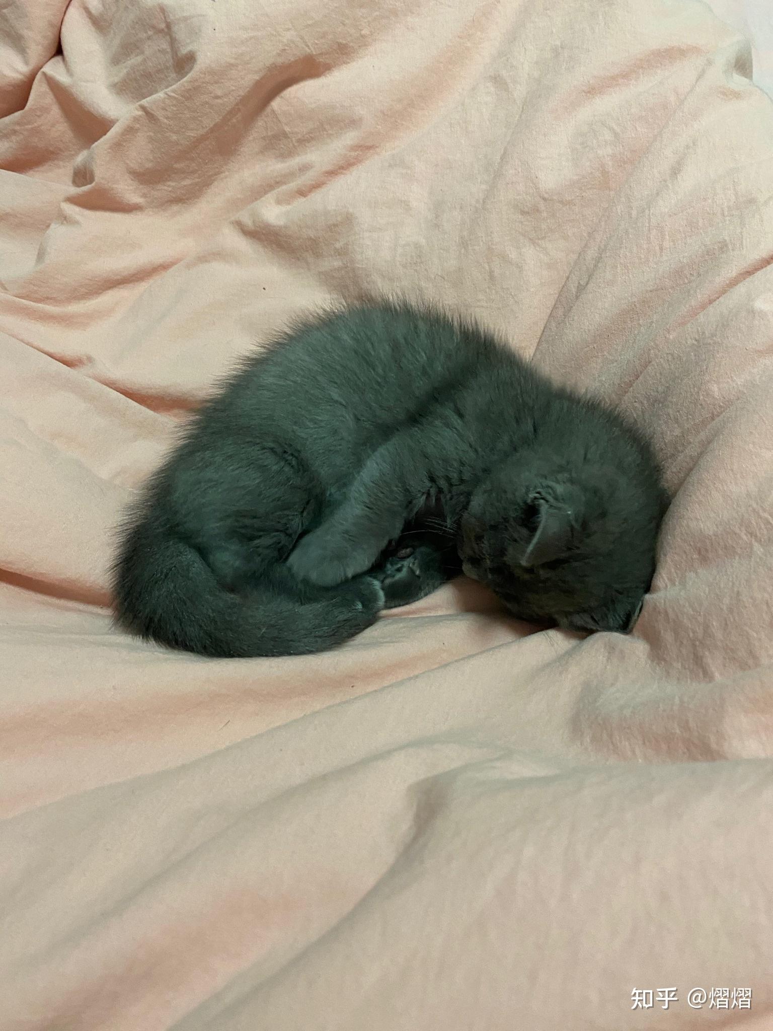 有一只喜欢睡觉的蓝猫是什么体验