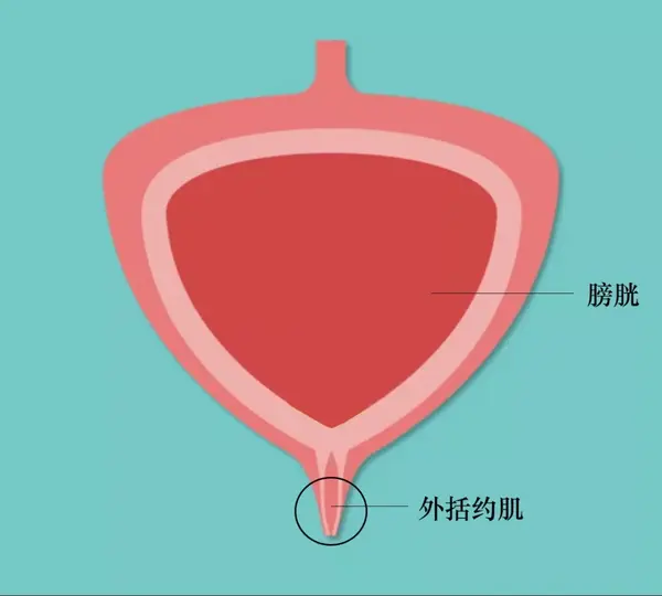 可能還有你的外括約肌