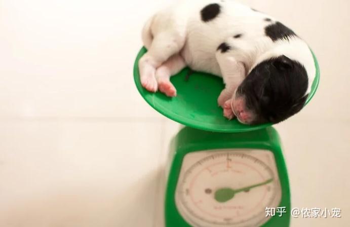 刚出生的小狗怎么养?如何照顾新生的小狗【收藏】 - 知乎