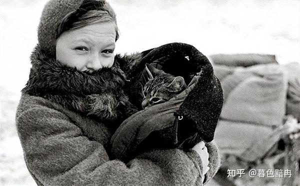 1943年全苏联猫急援列宁格勒:城内只活下一只猫,却冒出百万老鼠 - 知乎