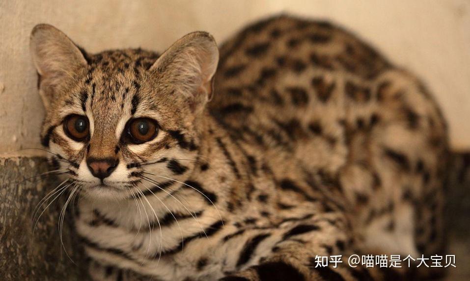 1:虎猫虎猫的外表和家猫有些相似,虎猫主要分布在西半球,从美国西南部