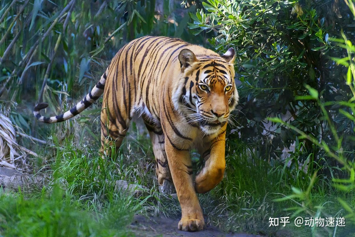 当代野生东北虎最大体重350千克真相可能要让很多人失望