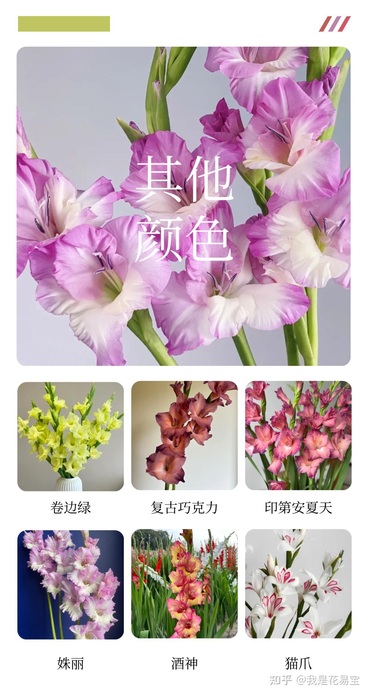 剑兰:一柄花中利剑,亦是插花界的“万能泰斗” - 知乎