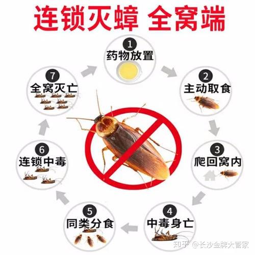 如何消灭和防止蟑螂教你轻松杀死蟑螂