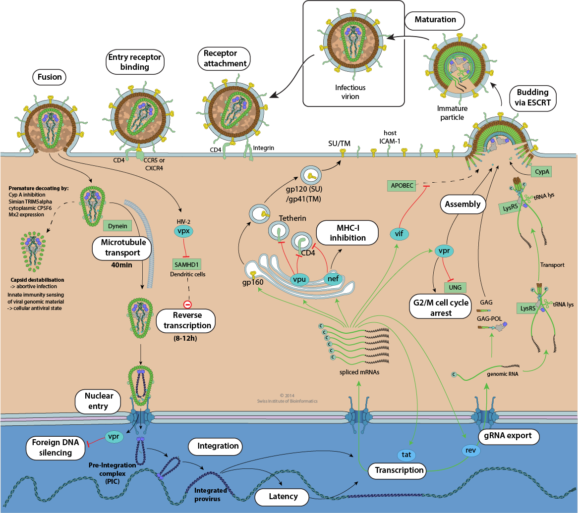 figure-simplified-hiv-life-cycle-msd-manual-professional-edition