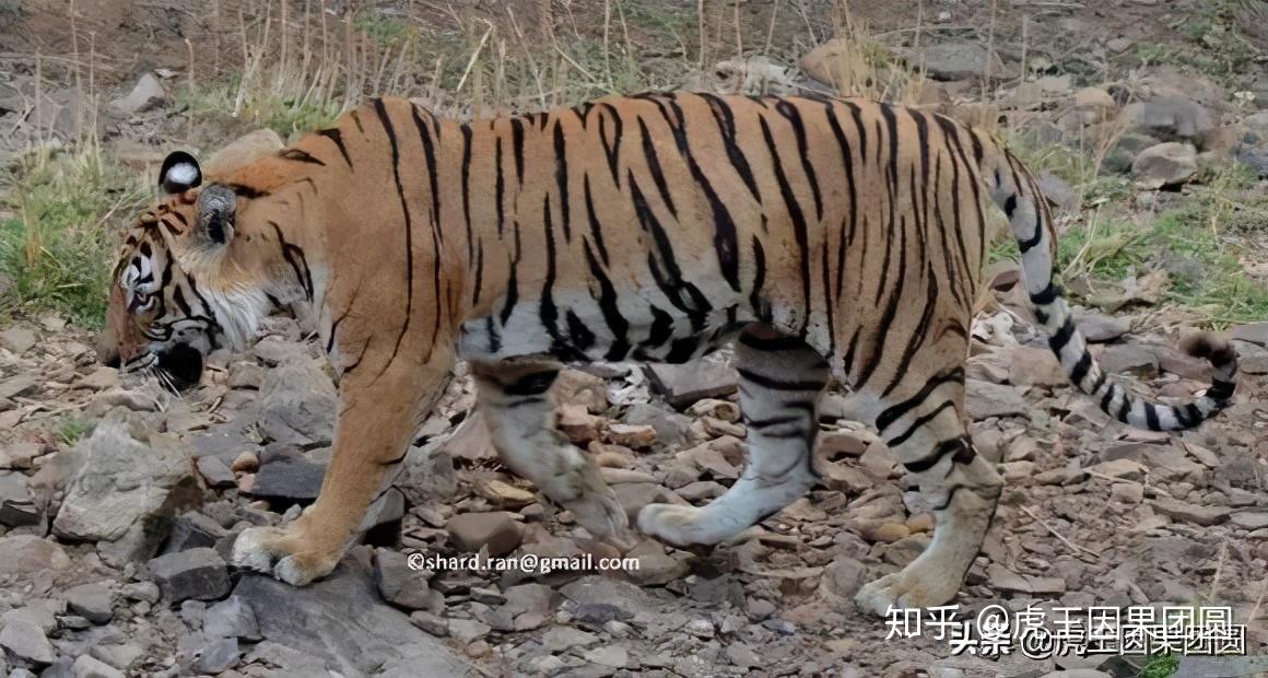 老玛琪丽中文:(老)玛琪莉=machli性别:雌性出生:1991-9993年之间,t16