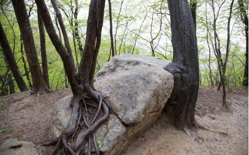 植物根劈作用使岩石破碎再见空白天天学普地栏目内容摘录自舒良树版