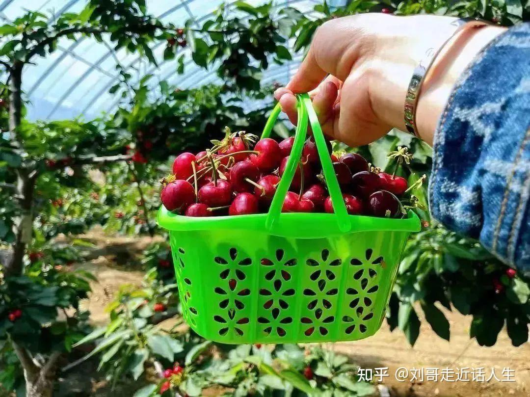 不负春光,樱你而来 | 你来临沂樱桃节旅游了吗? - 知乎