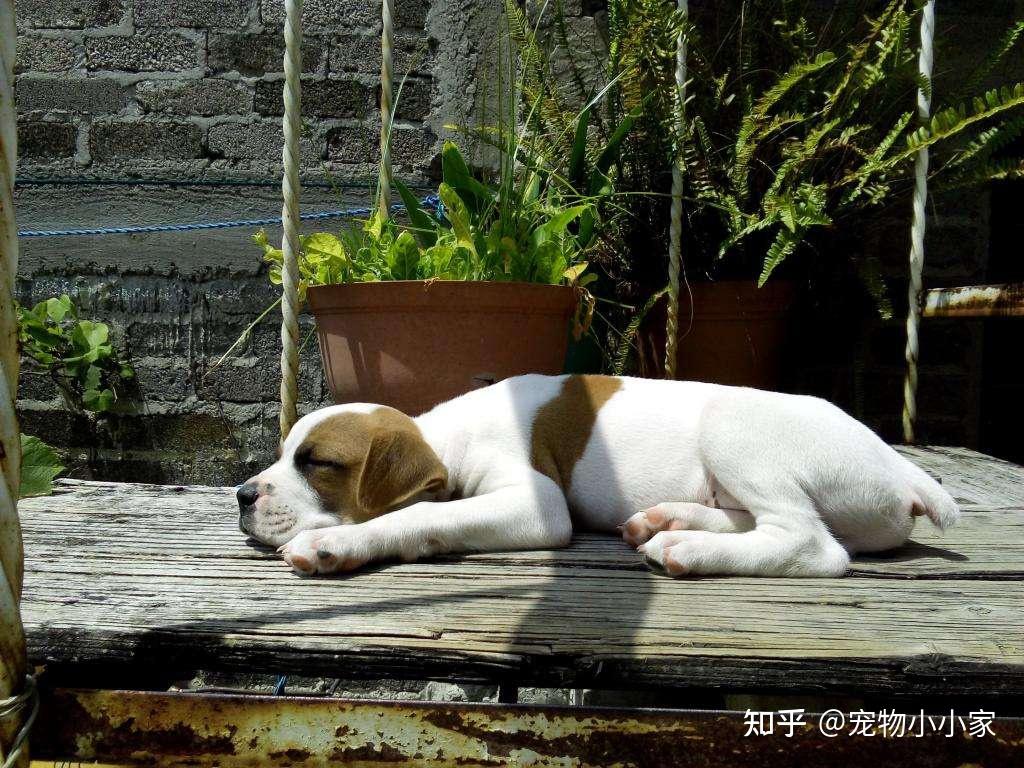 Free Images : puppy, cute, sleeping, peaceful, bulldog, vertebrate, dog ...