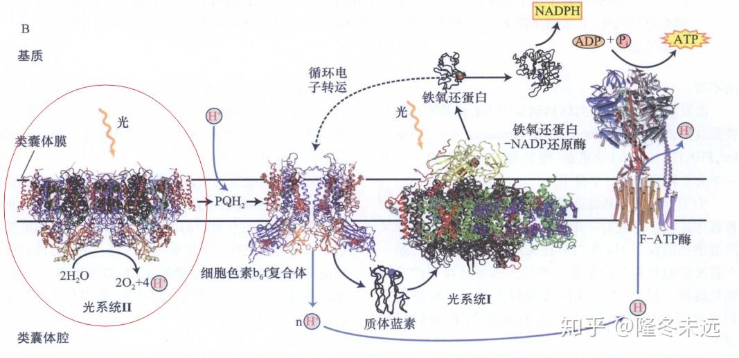 光合作用公式 概念图图片