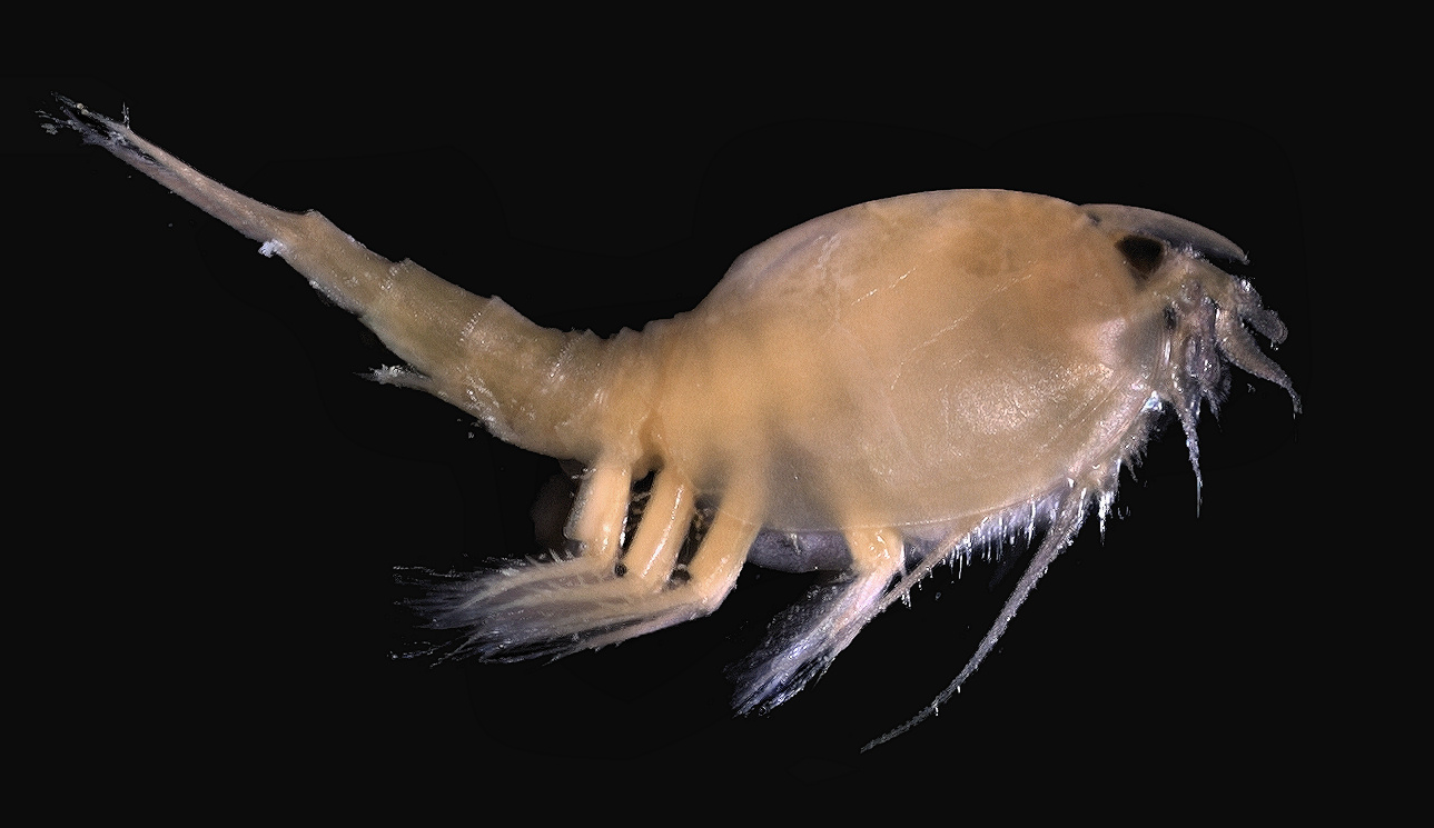 动物篇(15)·节肢动物门·甲壳亚门(中)